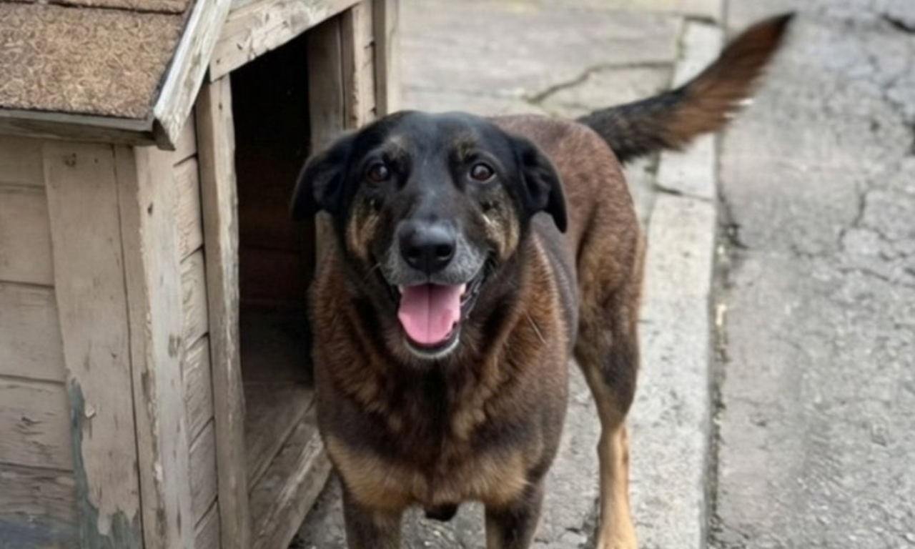 Caso do cão Orelha provoca comoção nacional e reacende debate sobre maus-tratos a animais